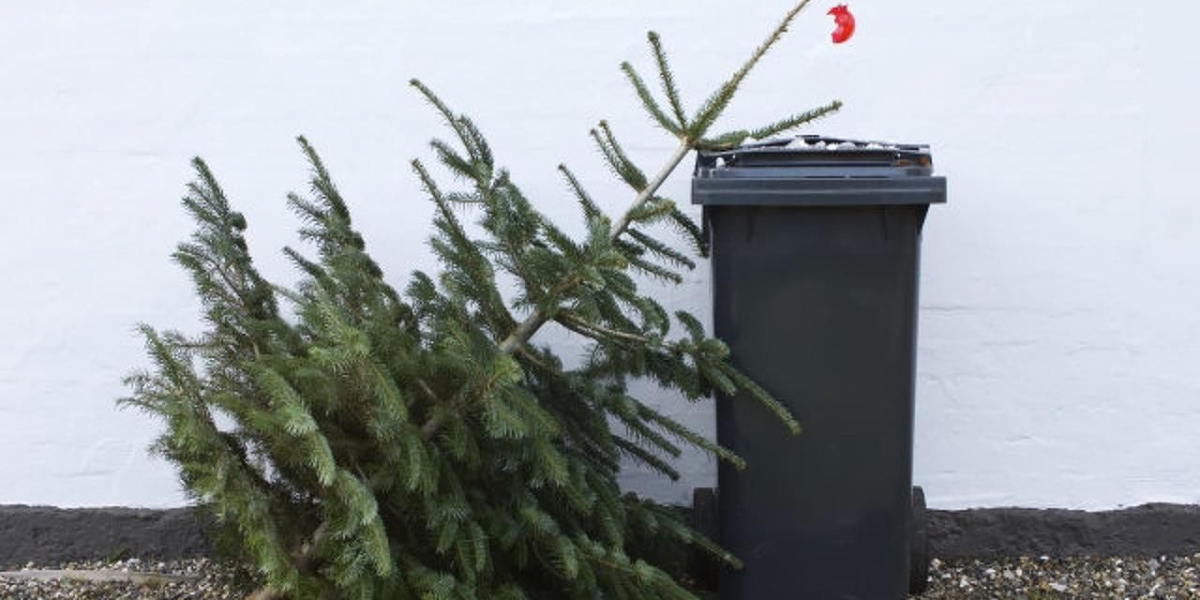 Összegyűjtik a kidobott fenyőfákat