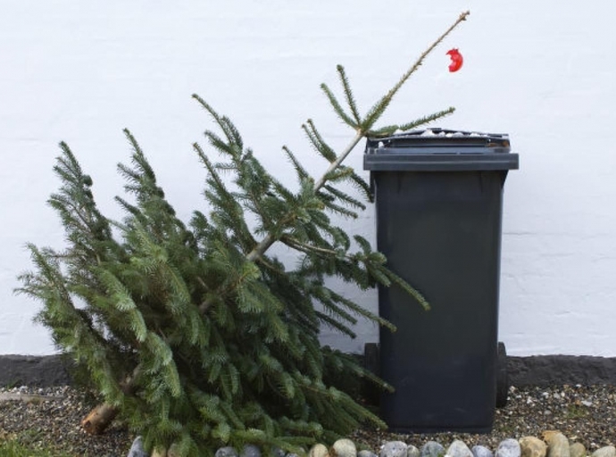 Összegyűjtik a kidobott fenyőfákat