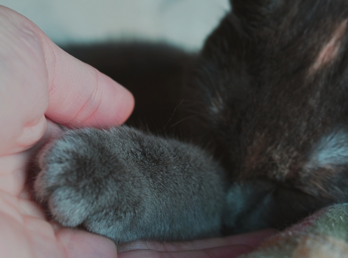 Szigorodó állatvédelmi szabályok