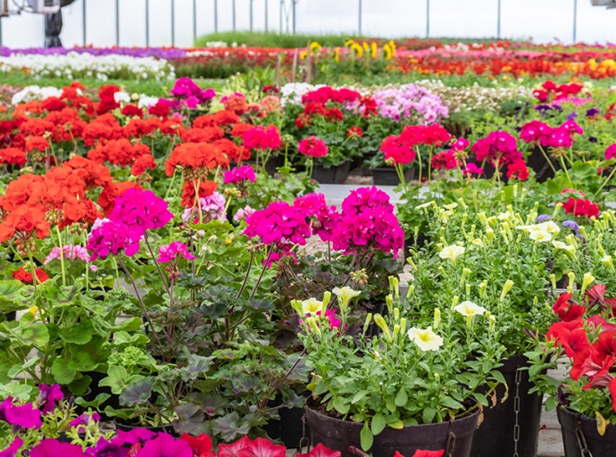 A virágos Szerencsért