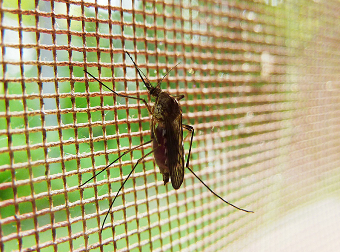 Segítse ön is a szúnyogok elleni védekezést!