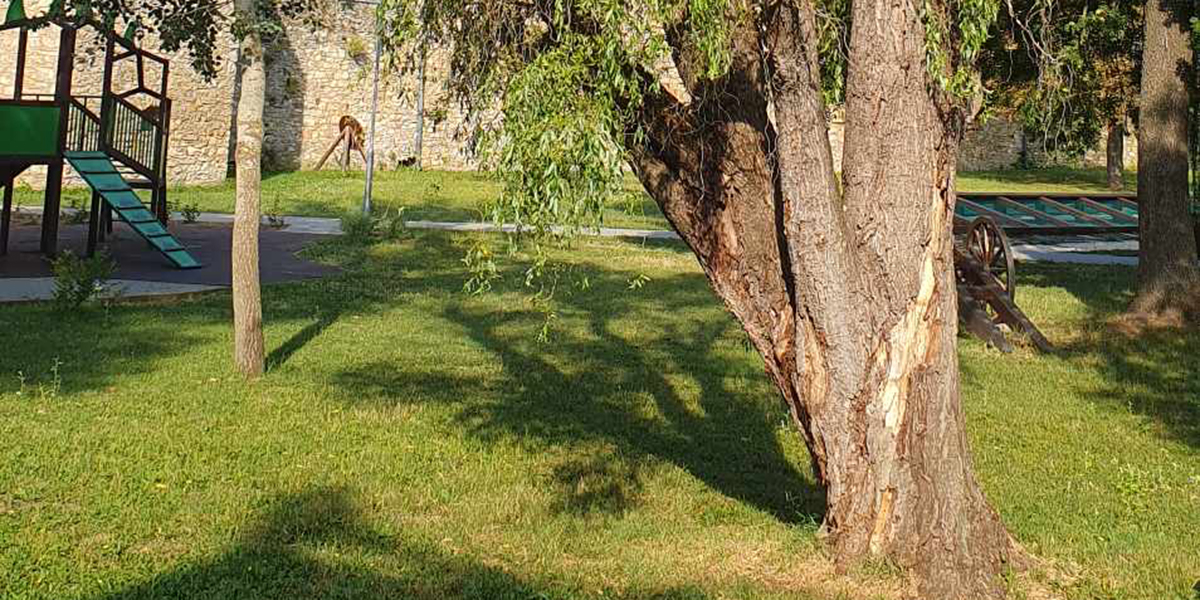 A betegség a fákat sem kíméli