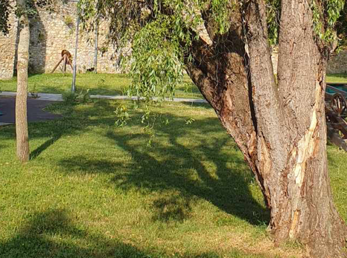 A betegség a fákat sem kíméli