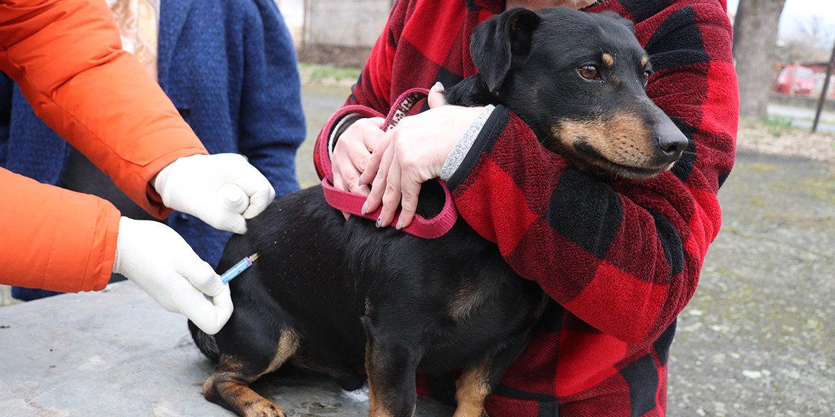 A póteboltás időpontjai