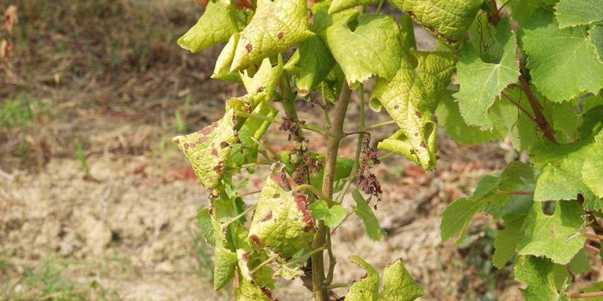 Gyorsan terjed az egyik legnagyobb veszély a szőlőkben