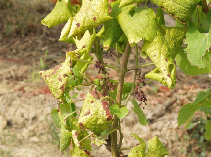 Gyorsan terjed az egyik legnagyobb veszély a szőlőkben